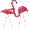 Flamingos 261264
